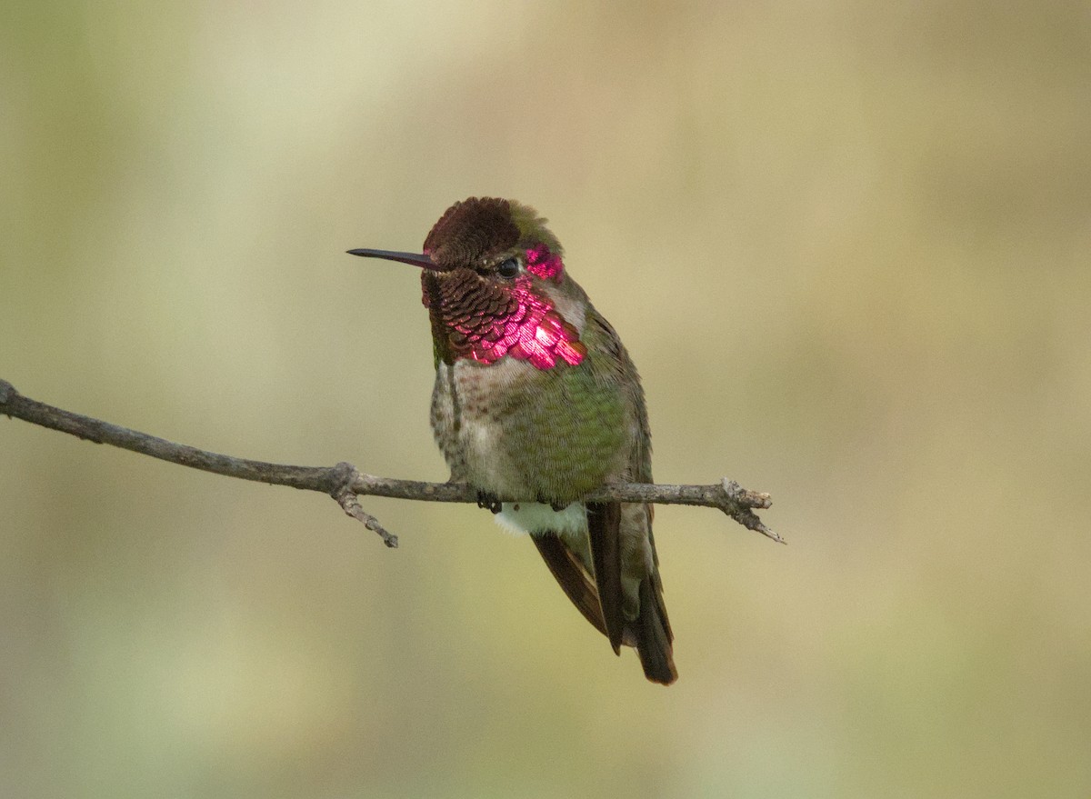 Anna's Hummingbird - ML621563060