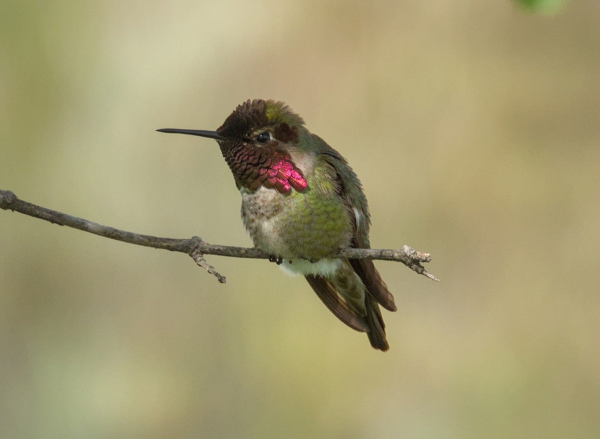 Anna's Hummingbird - ML621563061