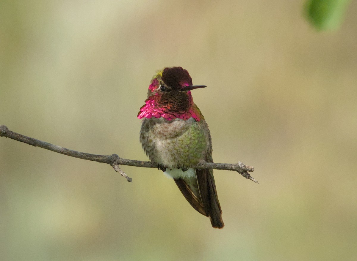 Anna's Hummingbird - ML621563062