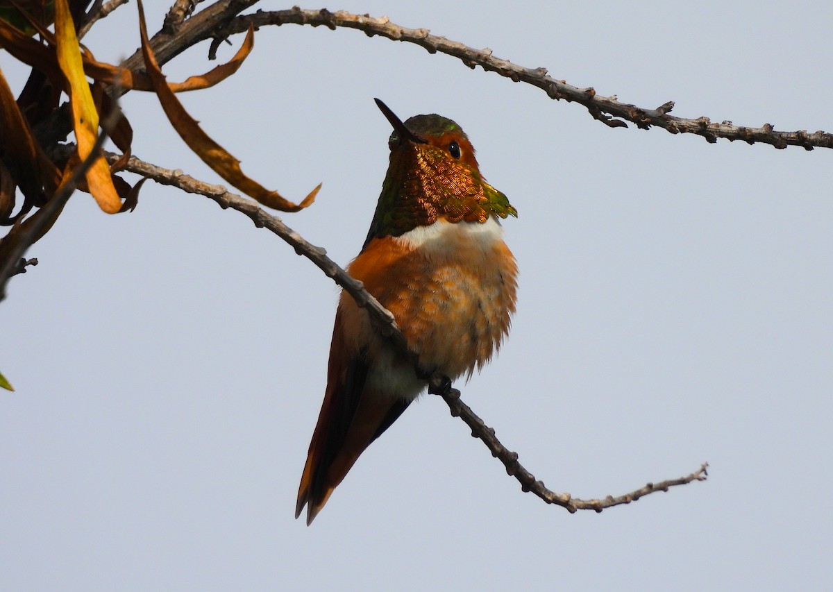 Allen's Hummingbird - ML621563063
