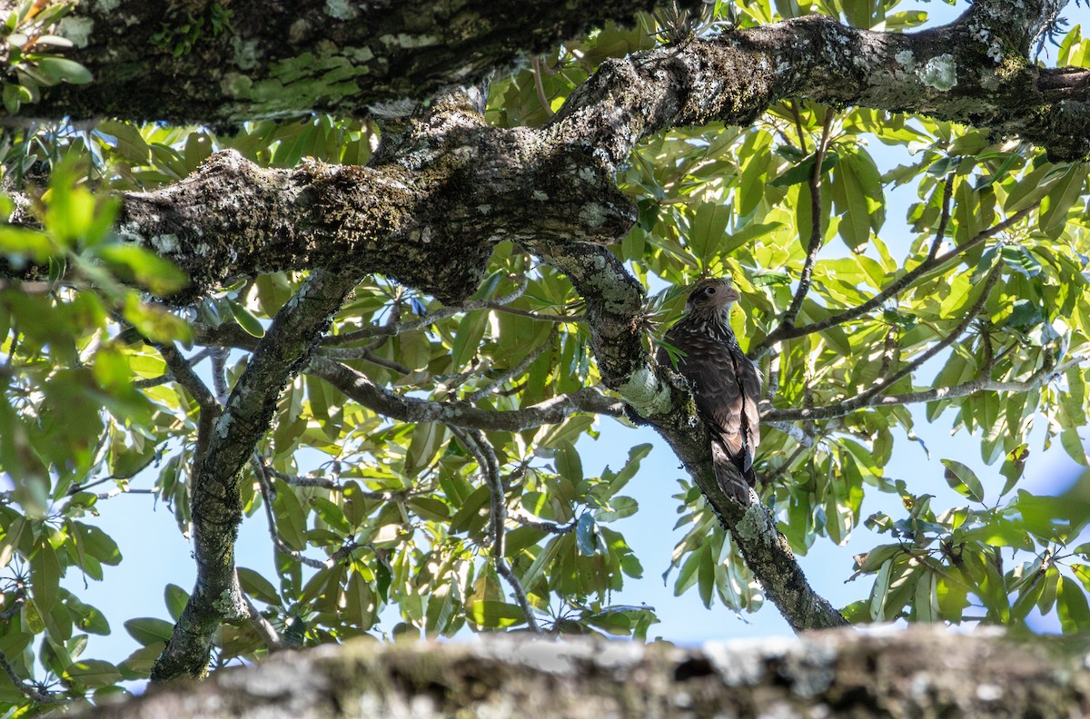 Yellow-headed Caracara - ML621563067