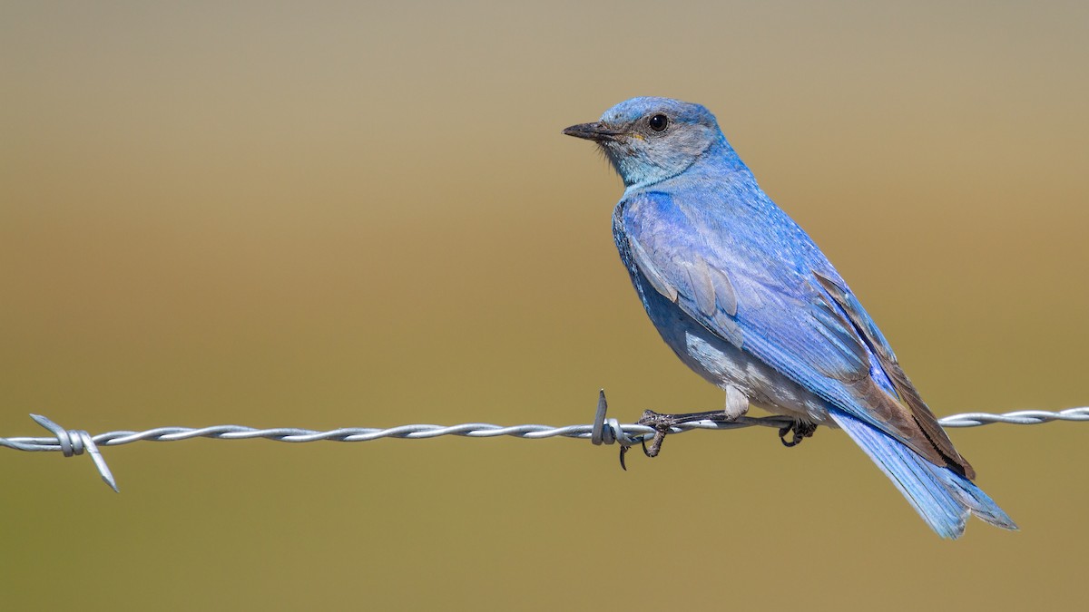 Mountain Bluebird - ML621563137