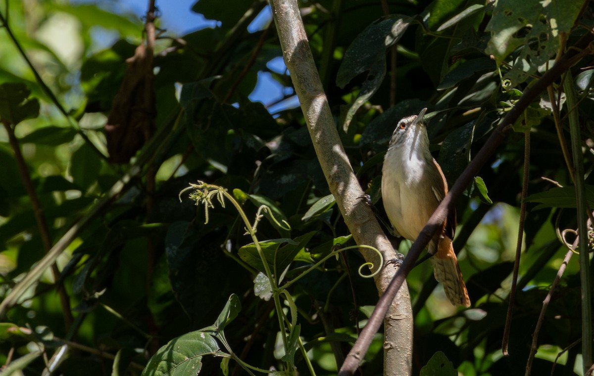 Cabanis's Wren - ML621563172