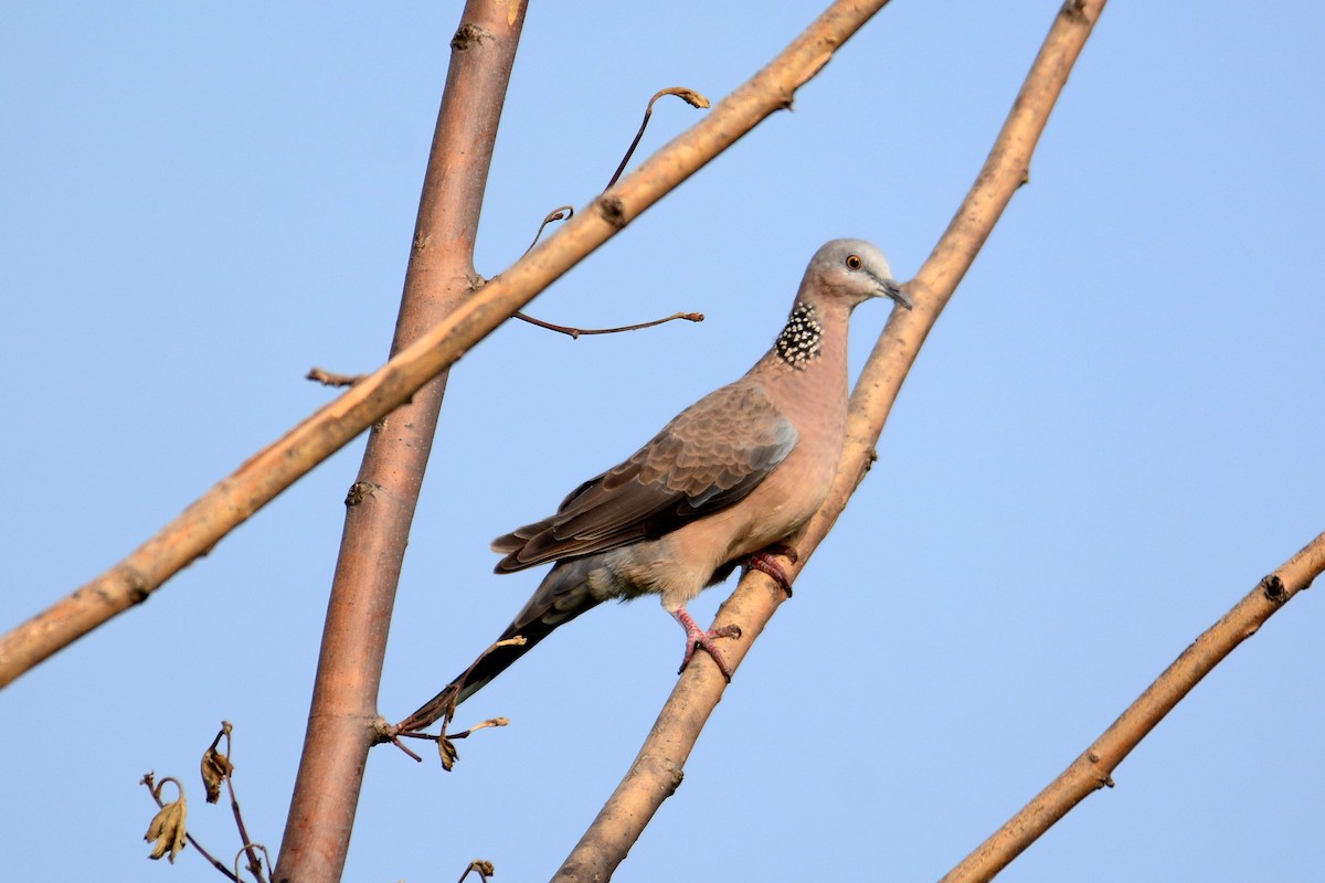 Spotted Dove - ML621563218