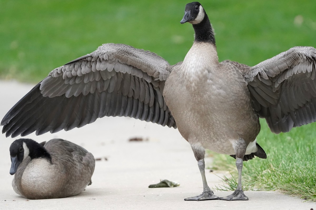 Canada Goose (moffitti/maxima) - ML621563246