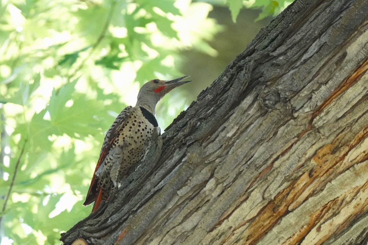 Northern Flicker - ML621563275