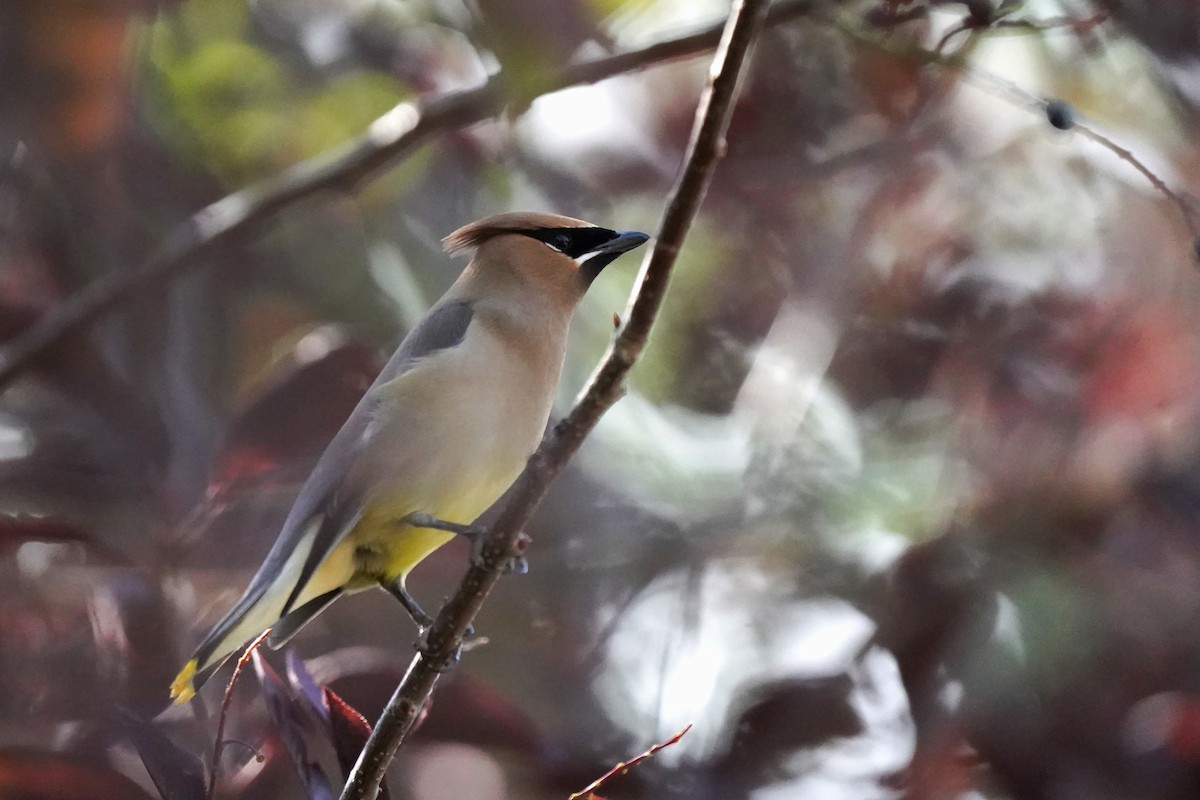 Cedar Waxwing - Jason B Bidgood