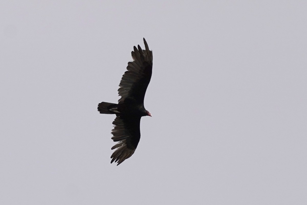 Turkey Vulture - ML621563312