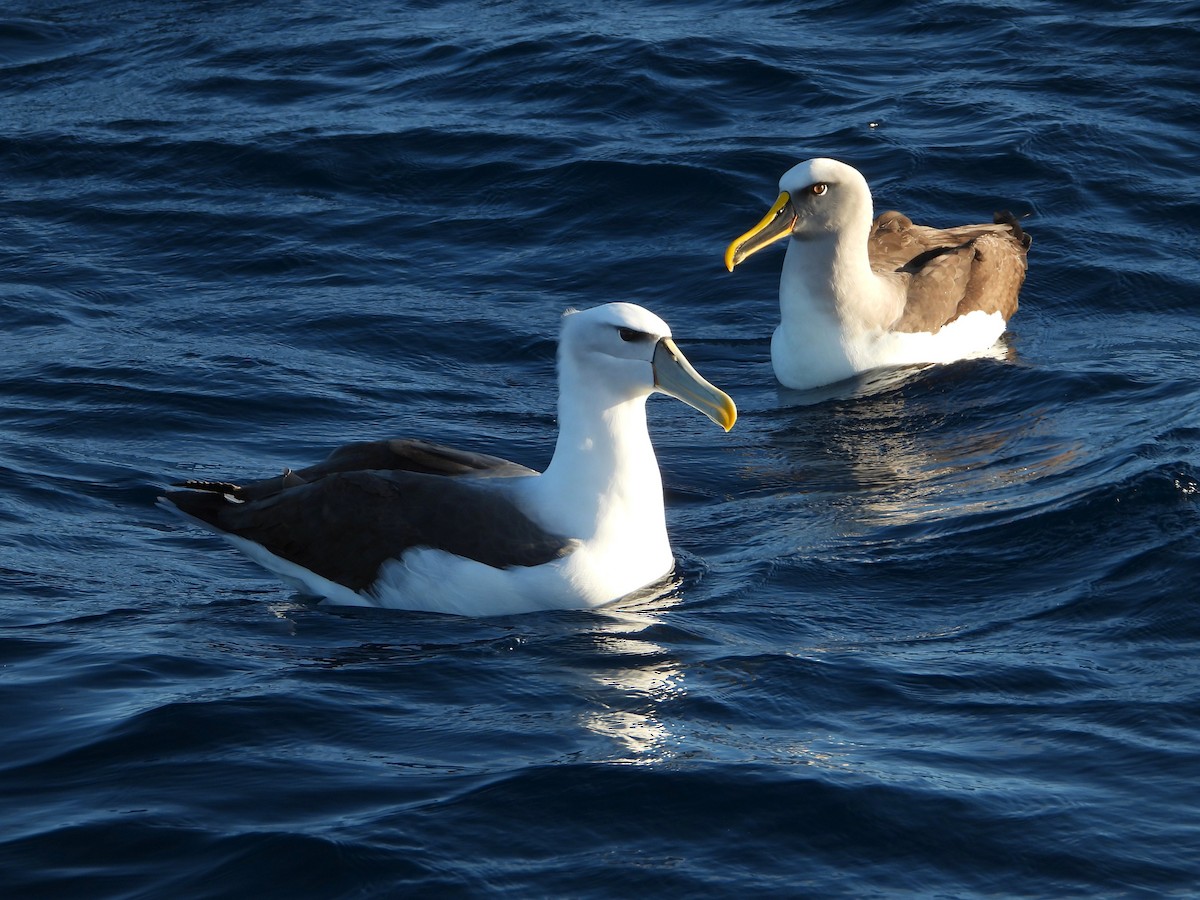 Buller's Albatross - ML621563313