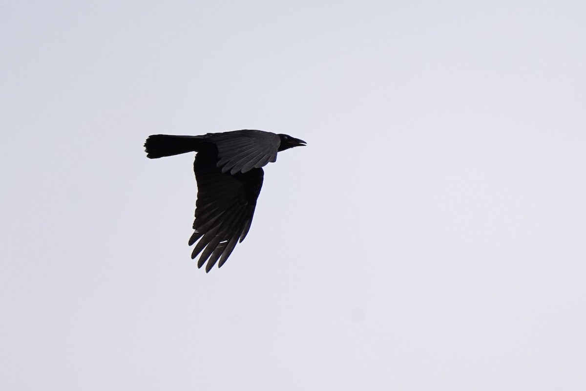 American Crow - ML621563318