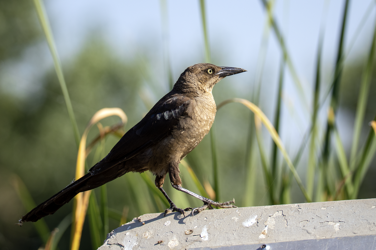 Great-tailed Grackle - ML621563328