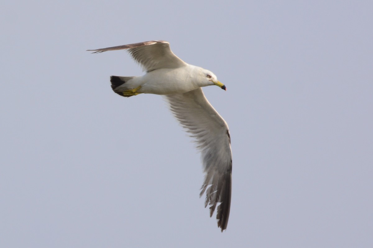 Black-tailed Gull - ML621563330