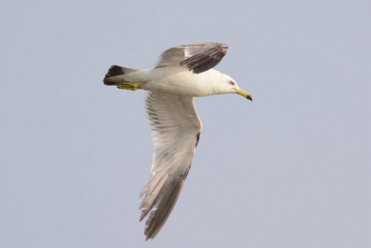 Black-tailed Gull - ML621563333