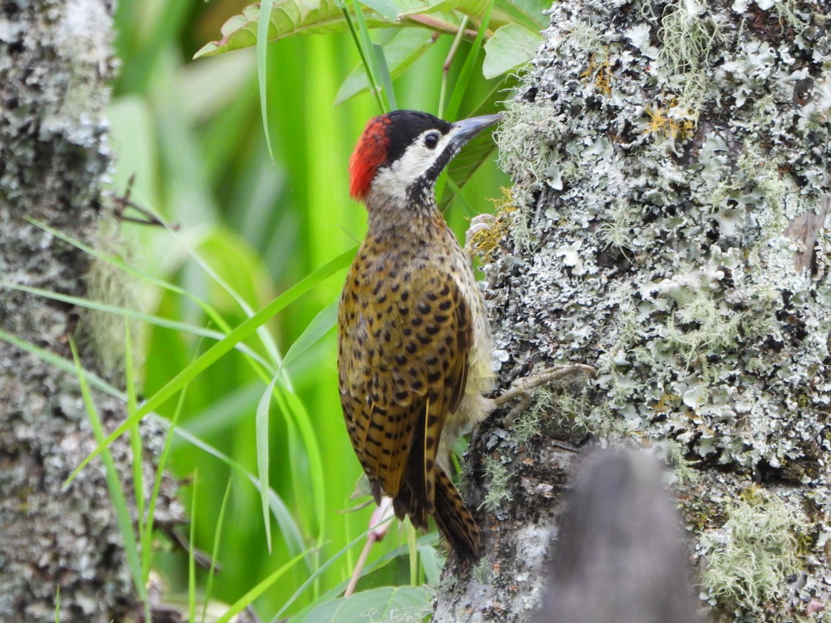 Spot-breasted Woodpecker - ML621563342