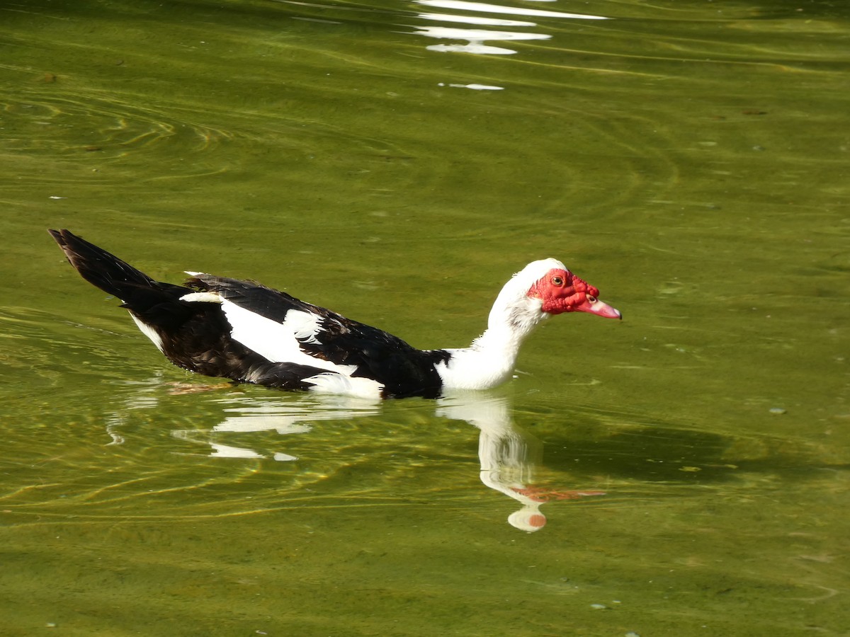 Muscovy Duck (Domestic type) - ML621563346