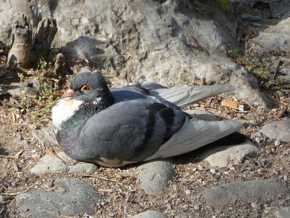 Rock Pigeon (Feral Pigeon) - ML621563399