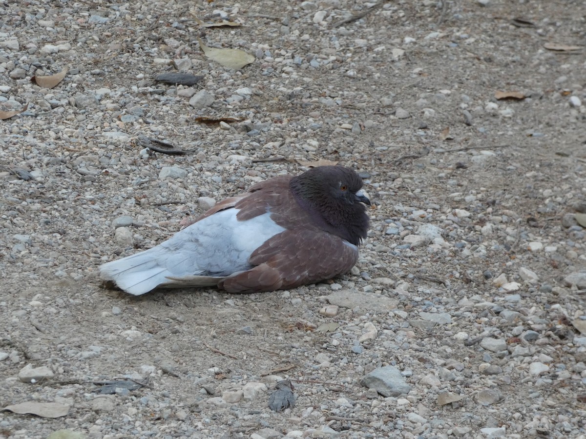 Rock Pigeon (Feral Pigeon) - ML621563400