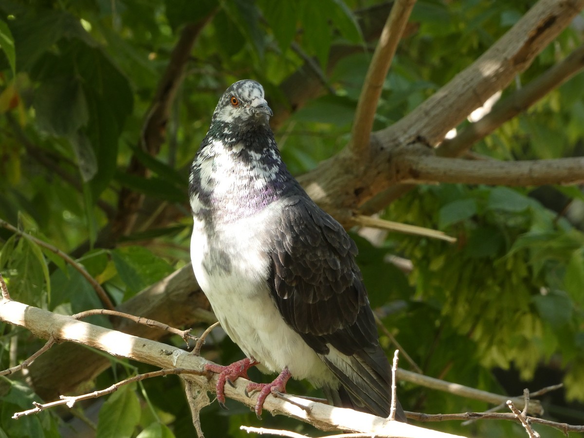 Rock Pigeon (Feral Pigeon) - ML621563401