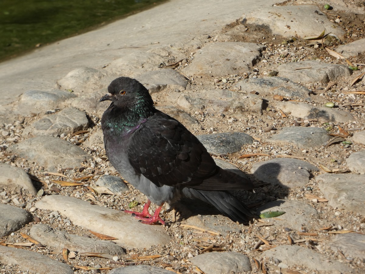 Rock Pigeon (Feral Pigeon) - ML621563403