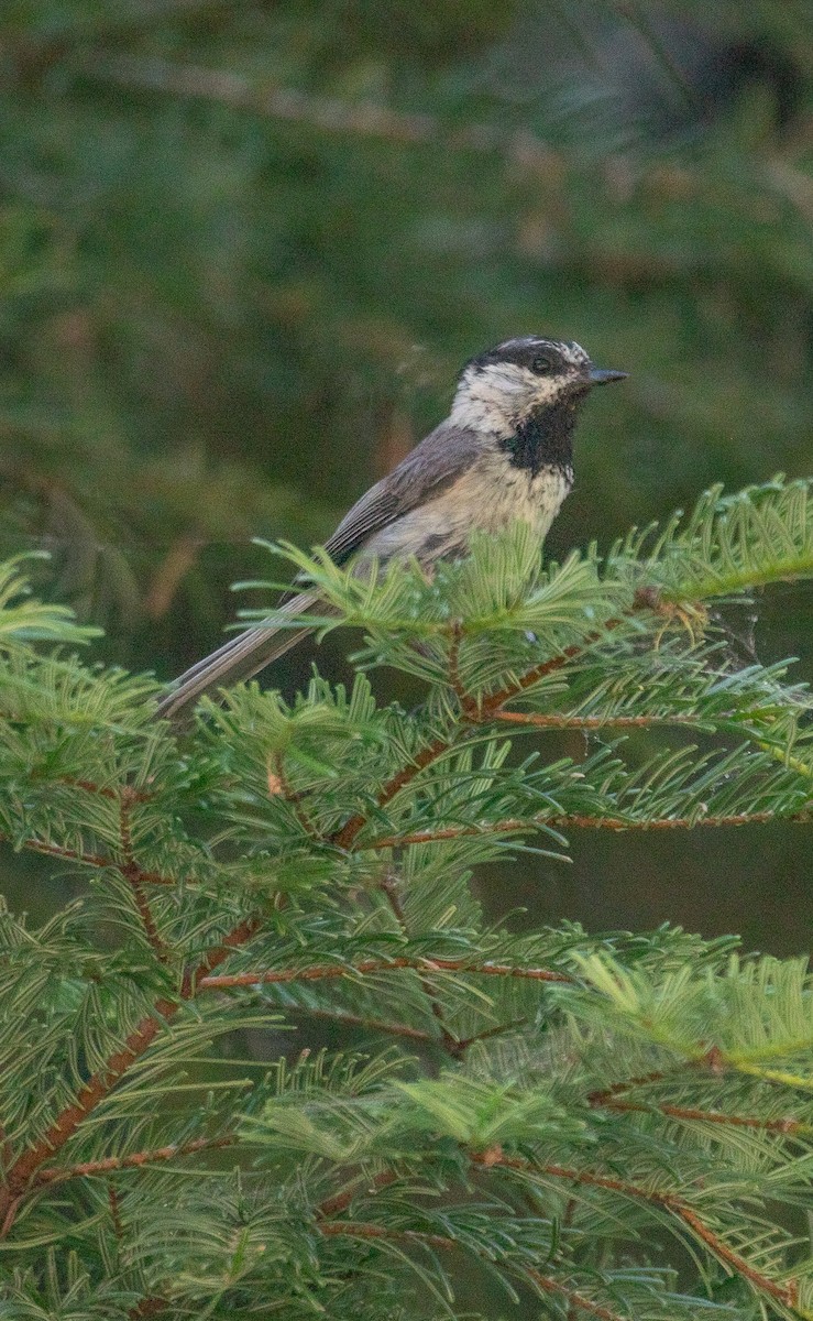 Mountain Chickadee - ML621563444