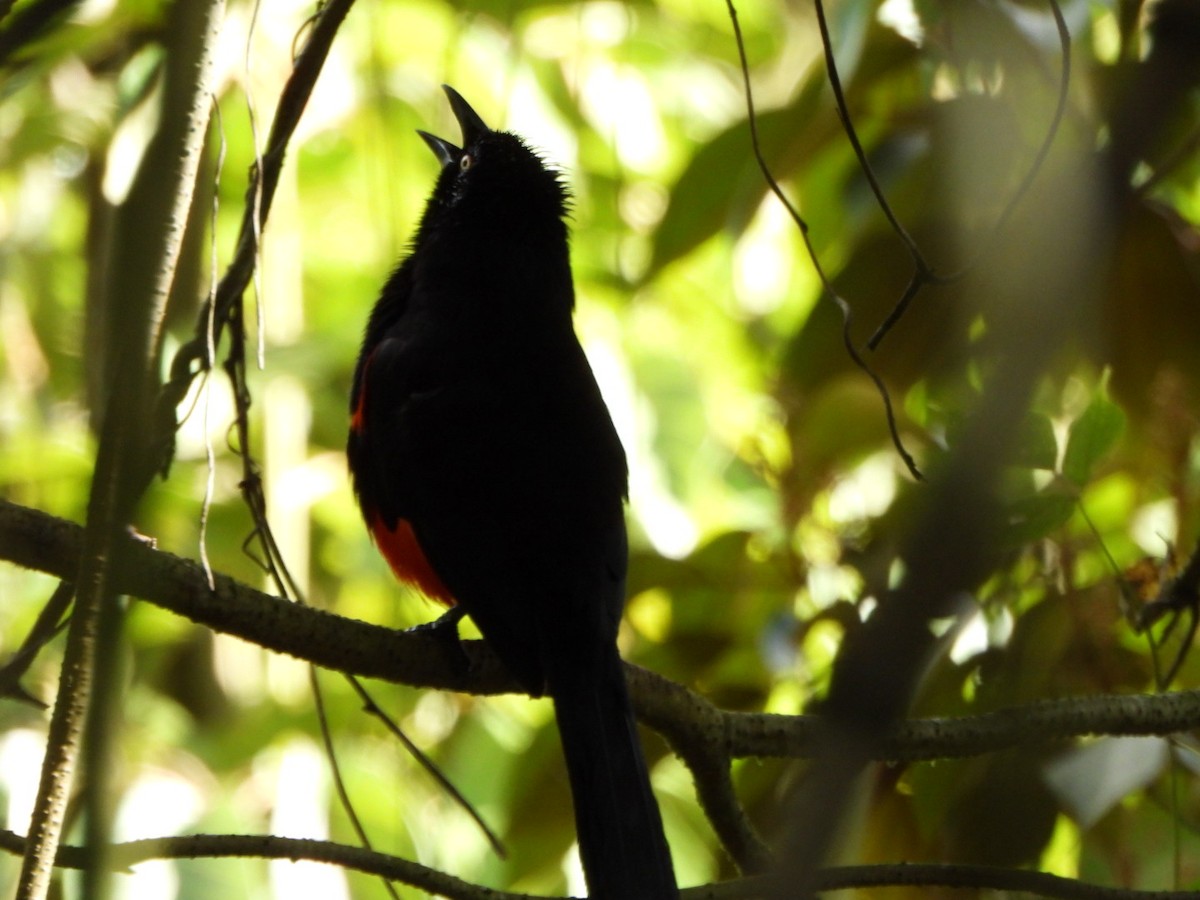 Red-bellied Grackle - ML621563503