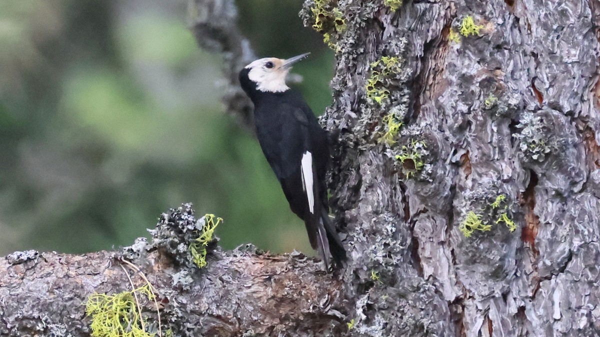 Weißkopfspecht - ML621563591