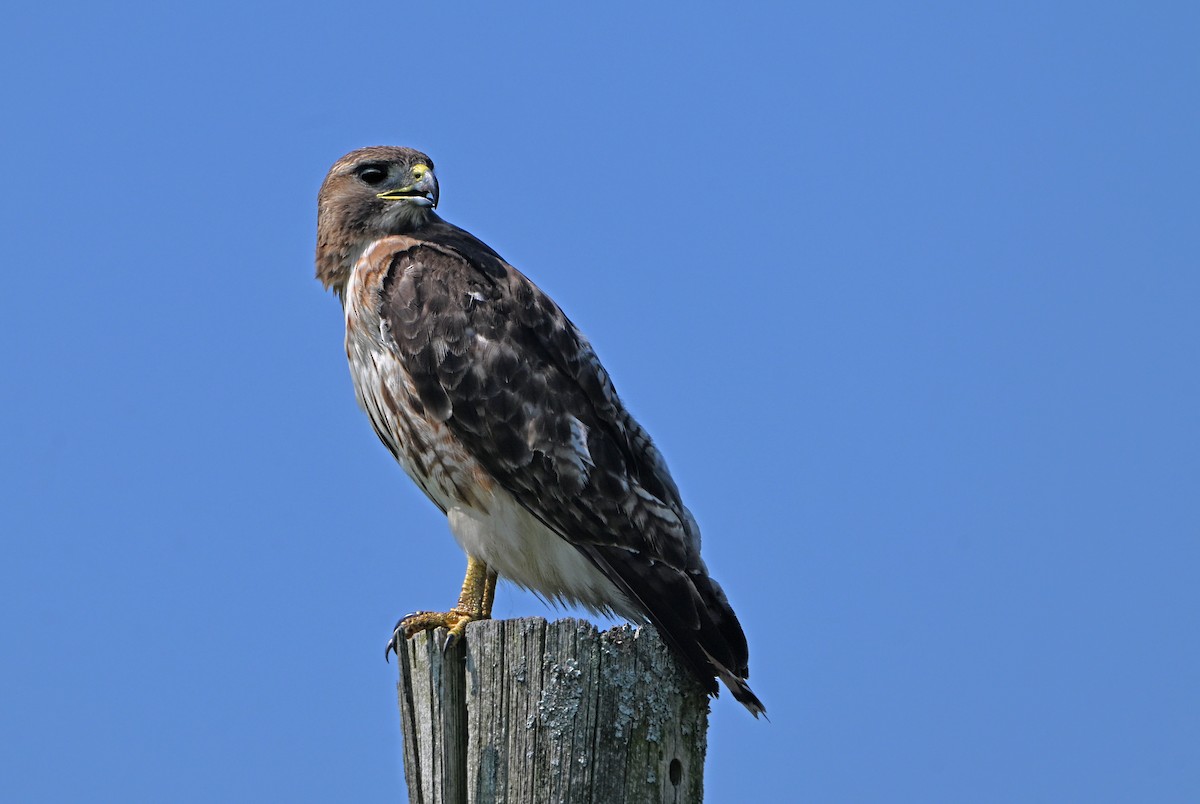 Red-tailed Hawk - ML621563592