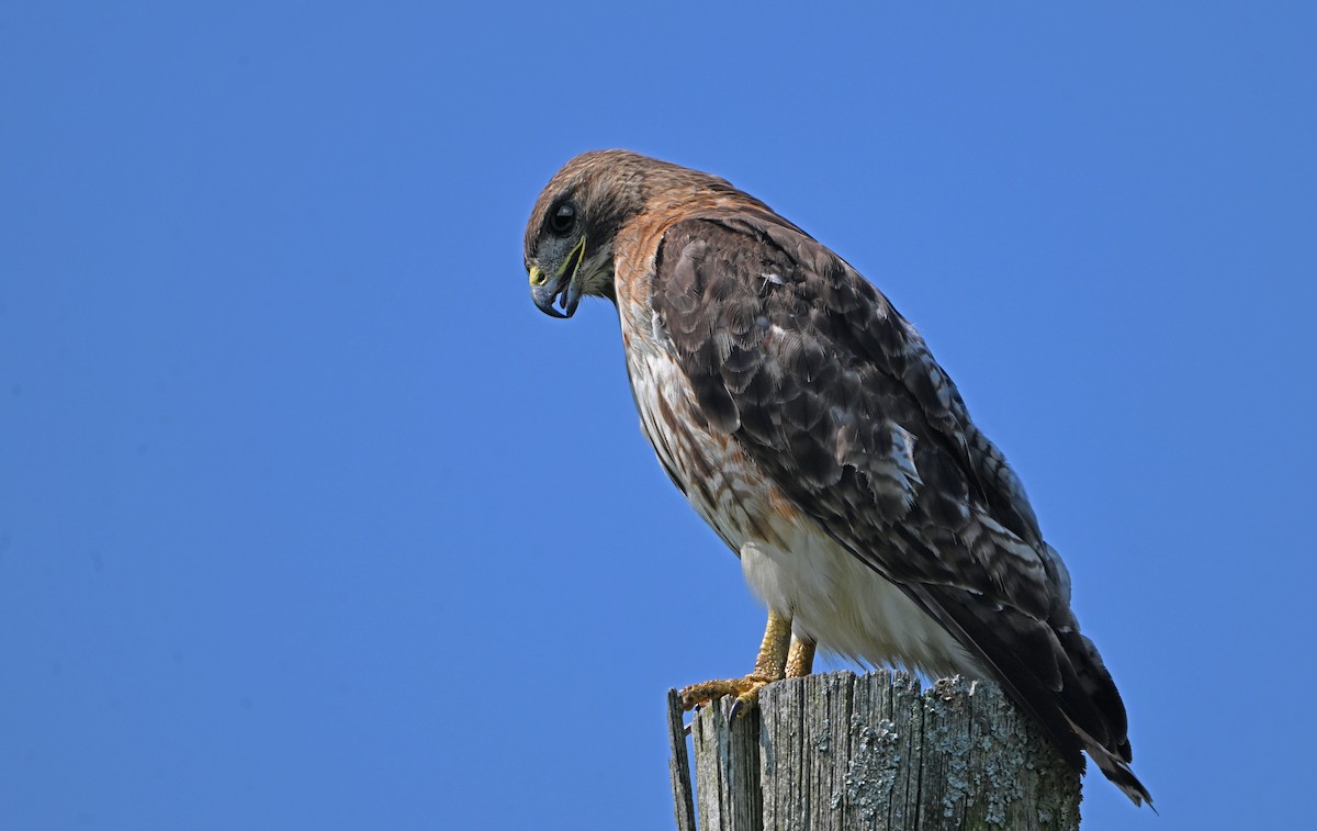 Red-tailed Hawk - ML621563594