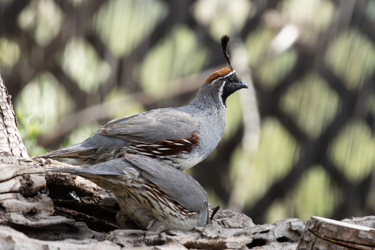 Gambel's Quail - ML621563623