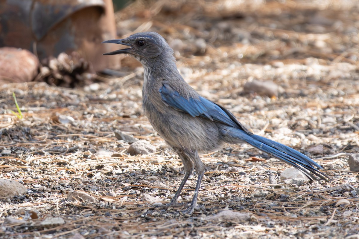 Woodhouse's Scrub-Jay (Woodhouse's) - ML621563629