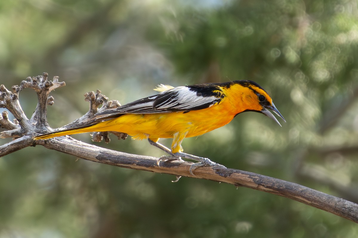 Bullock's Oriole - ML621563642