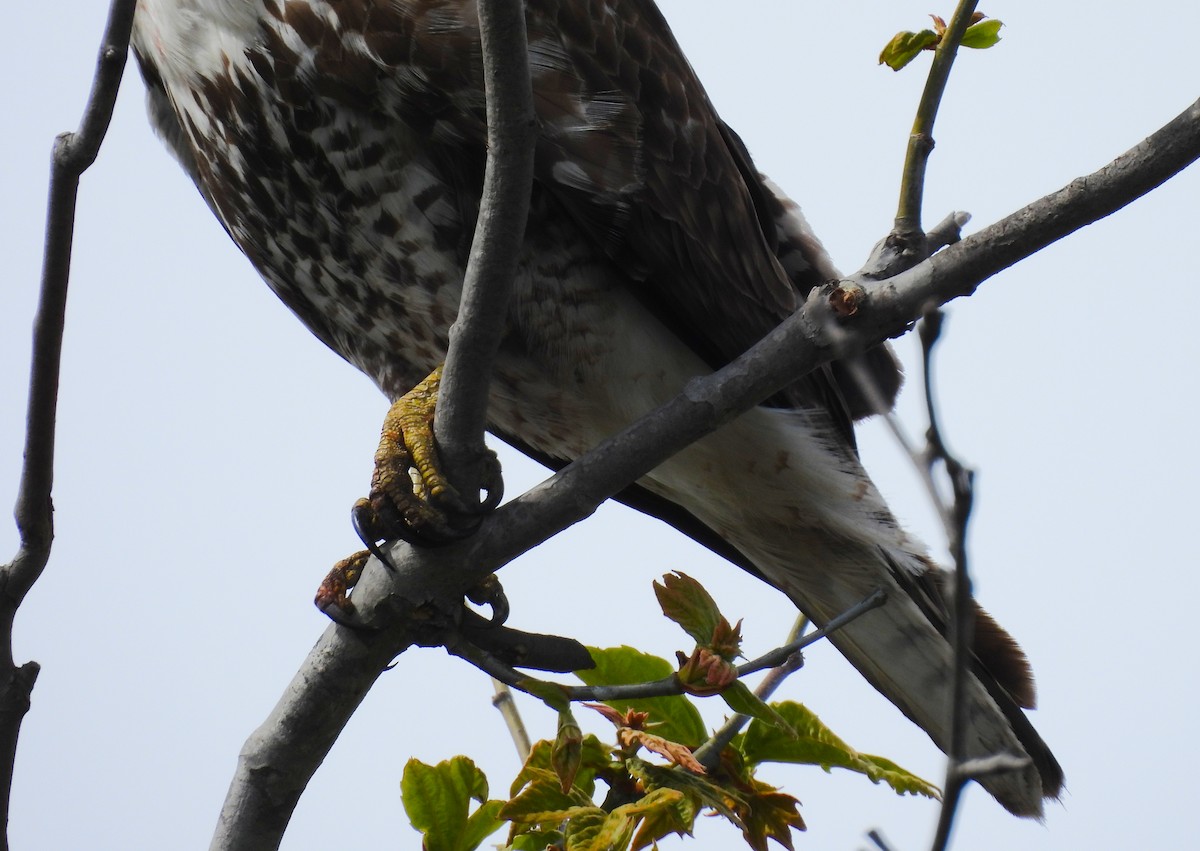 Red-tailed Hawk - ML621563644