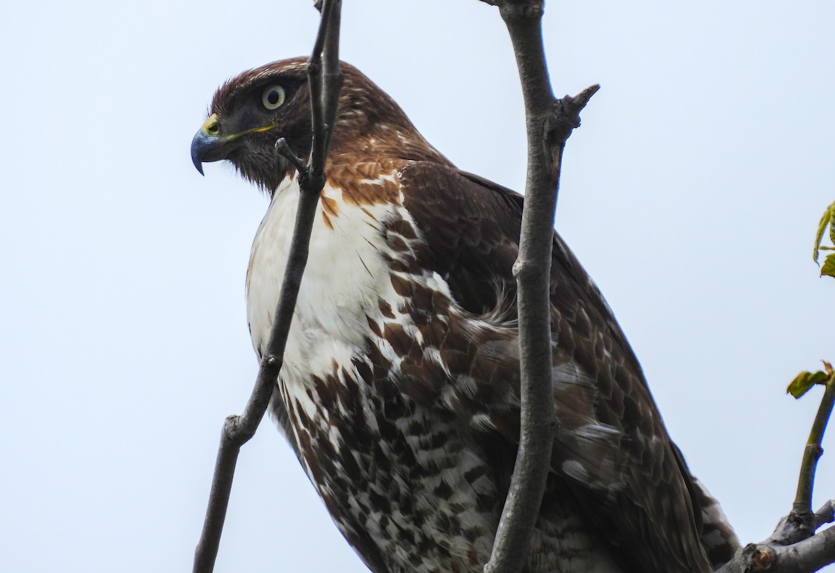 Red-tailed Hawk - ML621563645