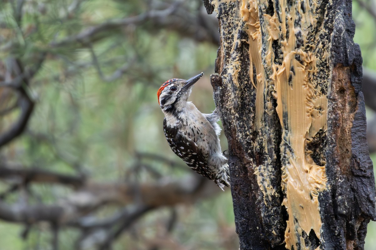 Ladder-backed Woodpecker - ML621563646