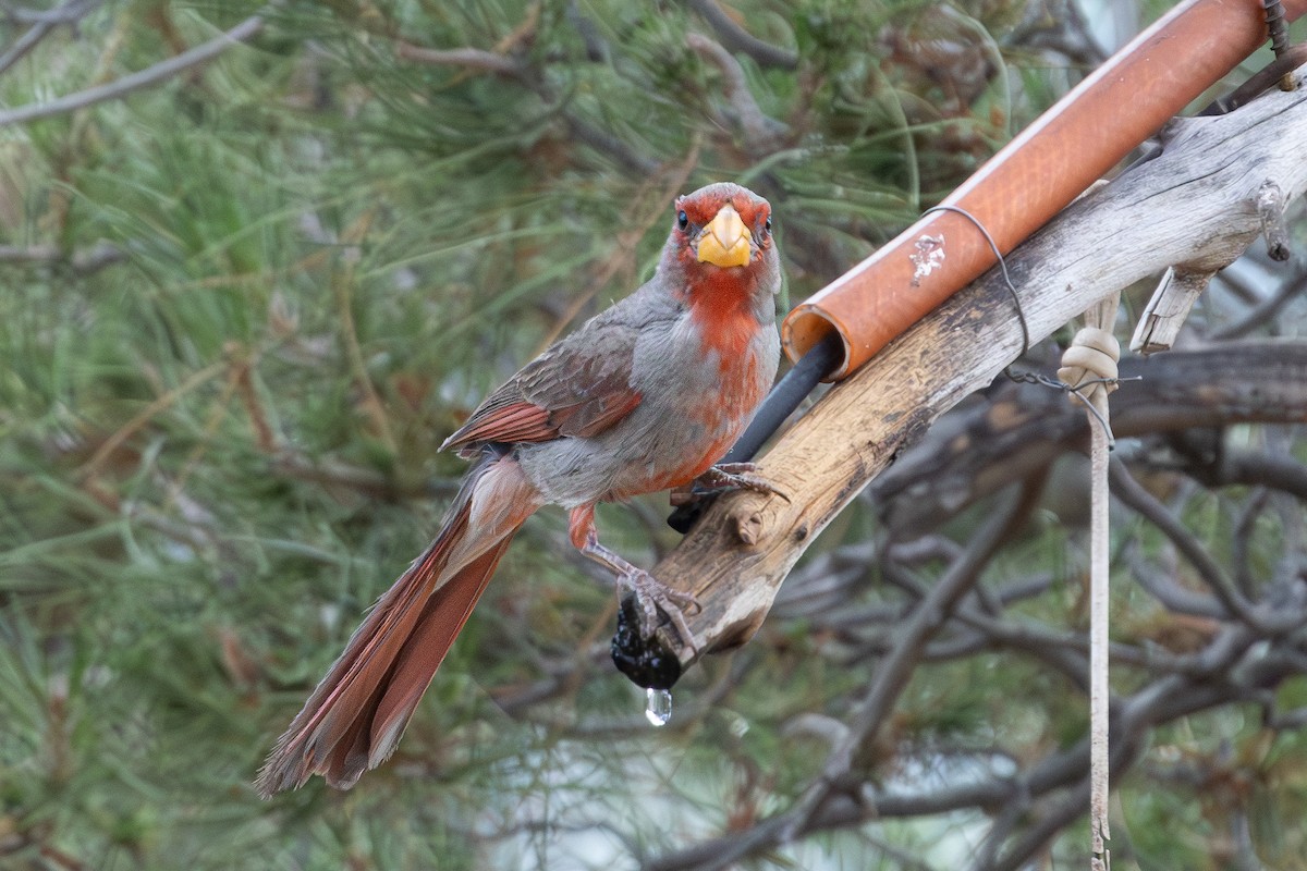 Pyrrhuloxia - ML621563657