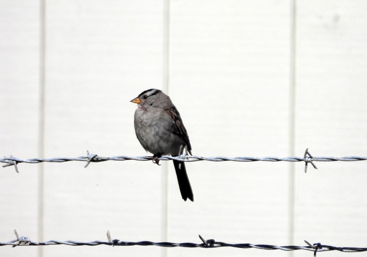 White-crowned Sparrow (pugetensis) - ML621563678