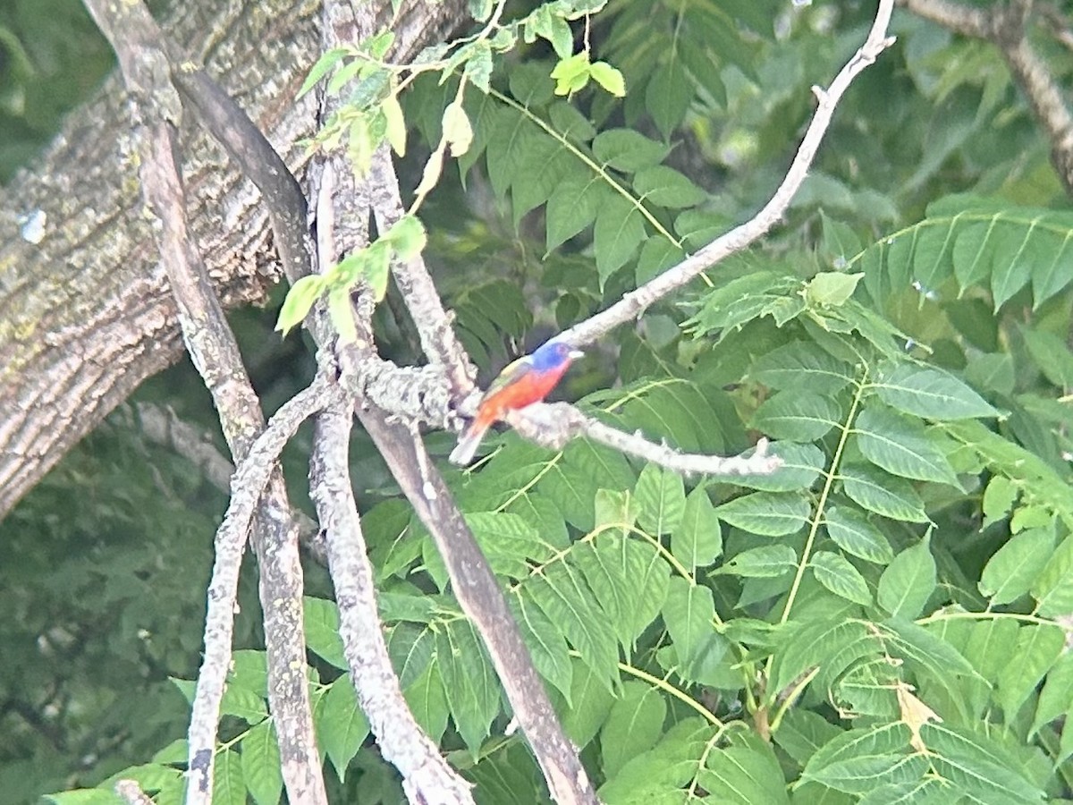 Painted Bunting - ML621563682