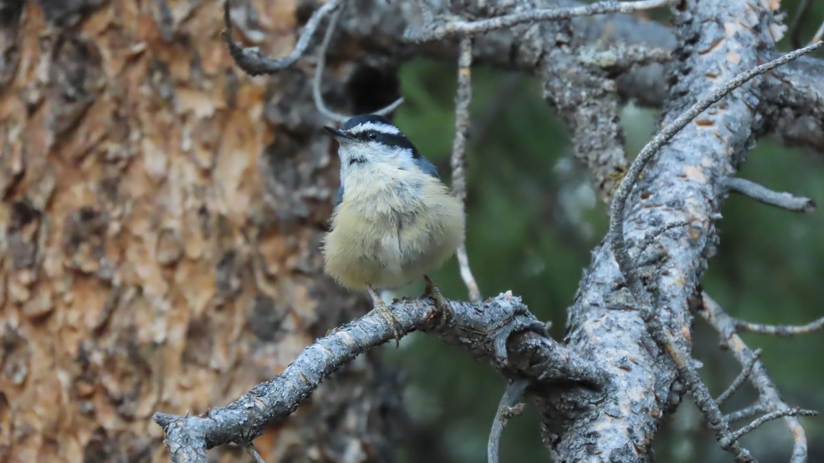 Red-breasted Nuthatch - ML621563835