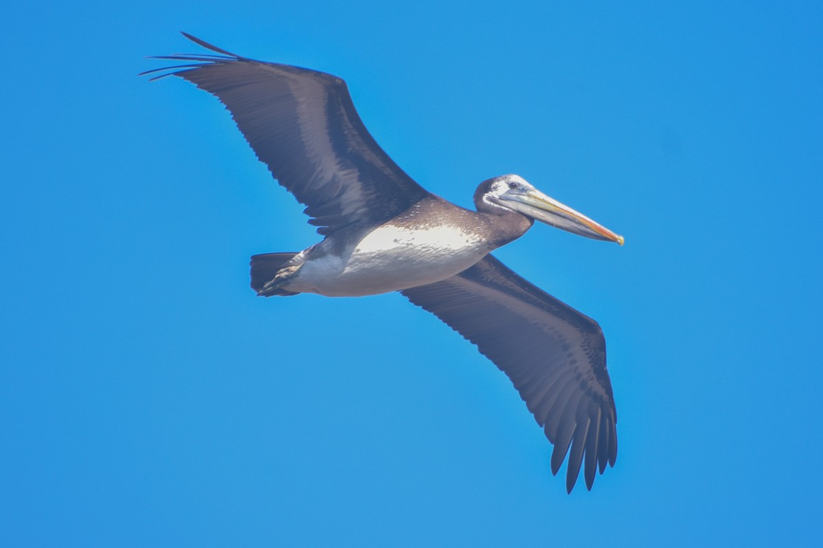 Peruvian Pelican - ML621563836
