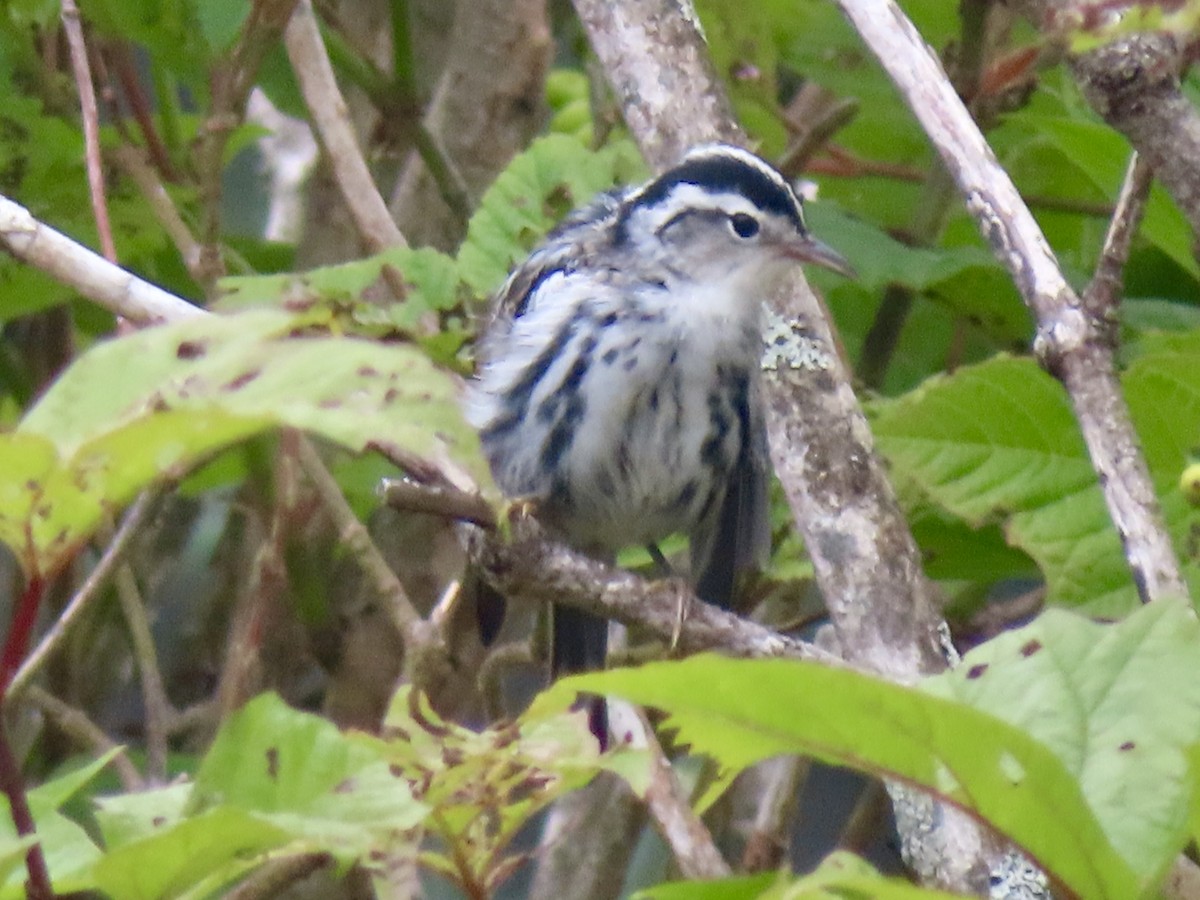 Black-and-white Warbler - ML621563998