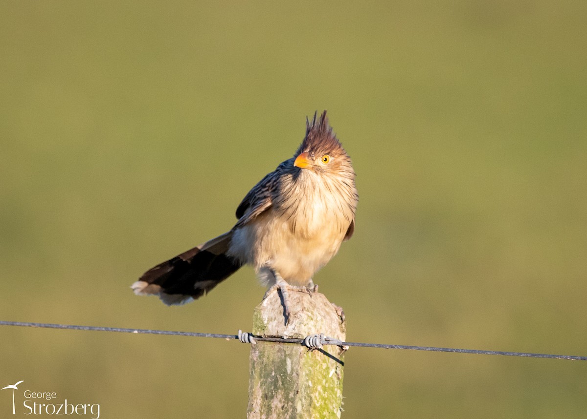 Guira Cuckoo - ML621564008