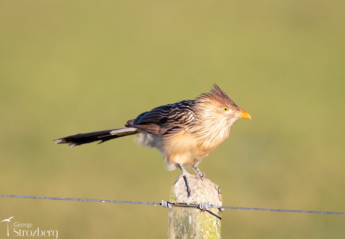 Guira Cuckoo - ML621564009