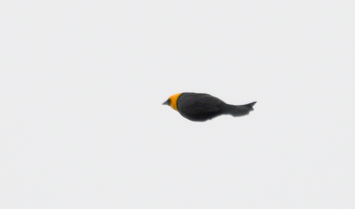 Yellow-hooded Blackbird - ML621564081