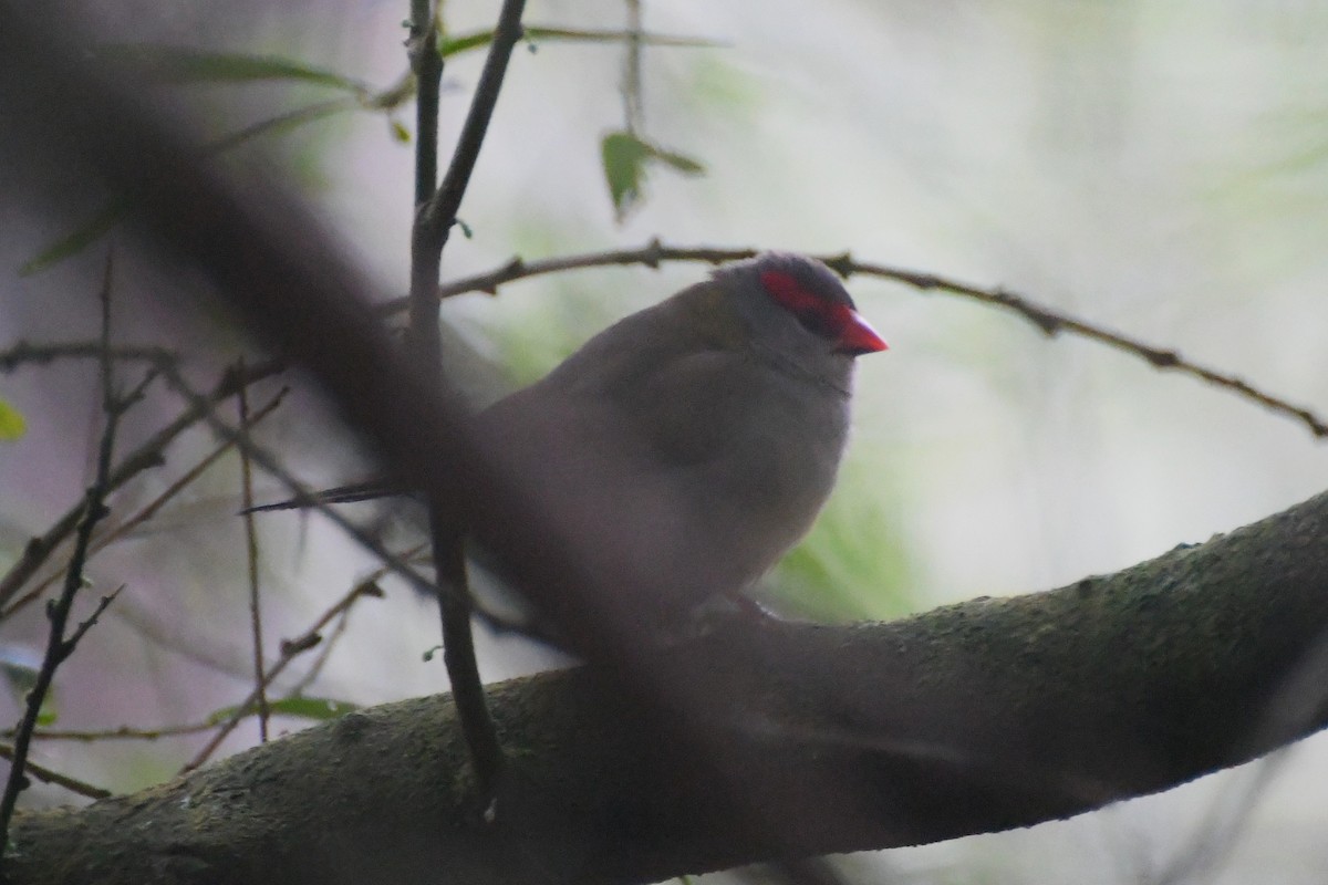 Red-browed Firetail - ML621564085