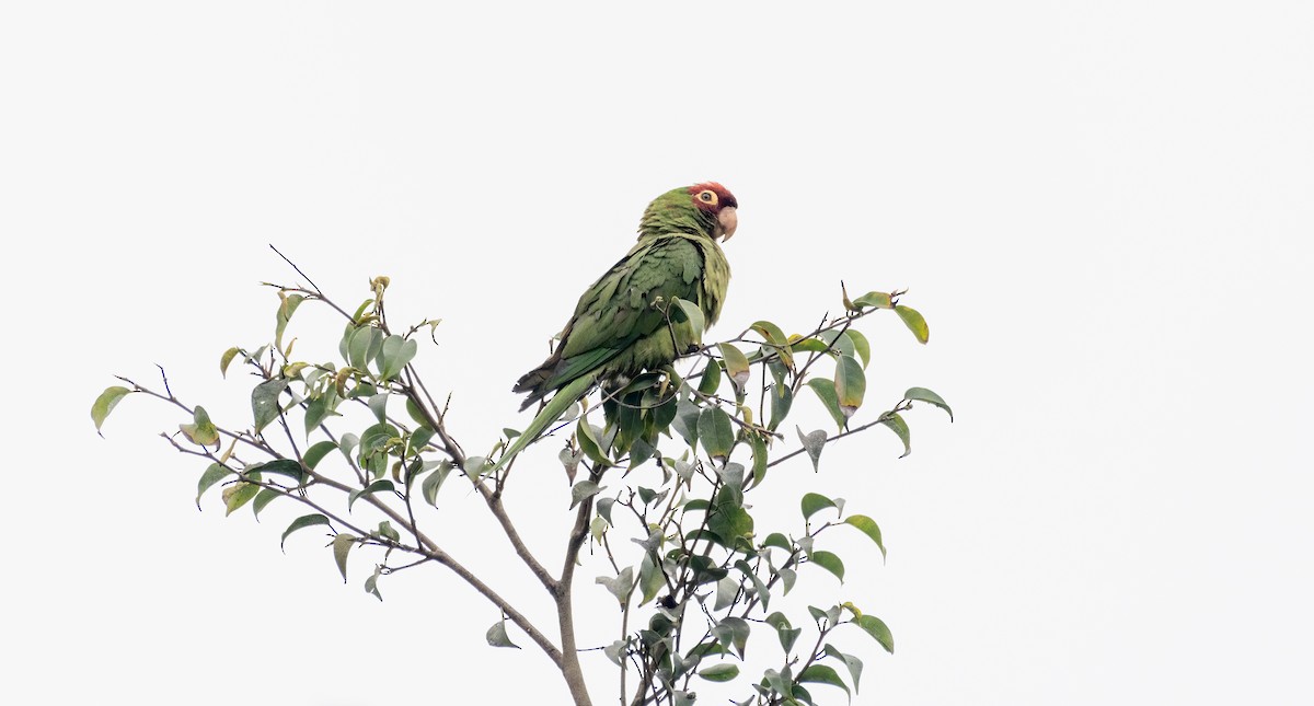 Red-masked Parakeet - ML621564098