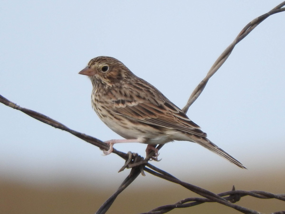 Vesper Sparrow - ML621564111