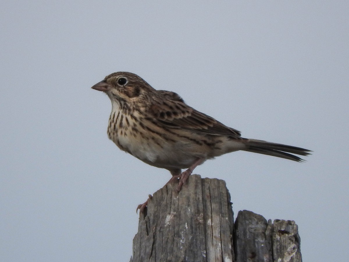 Vesper Sparrow - ML621564112