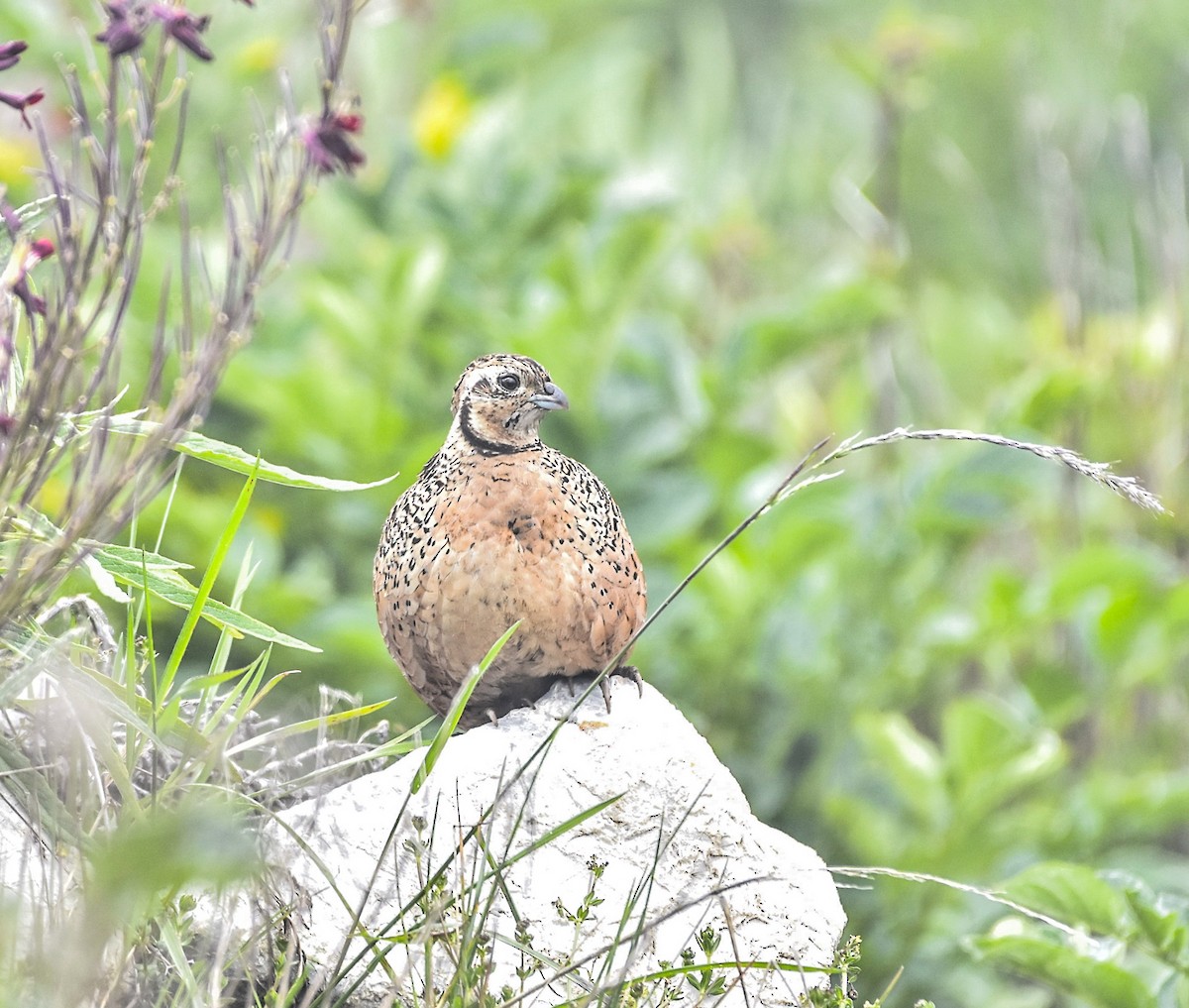 Ocellated Quail - ML621564177