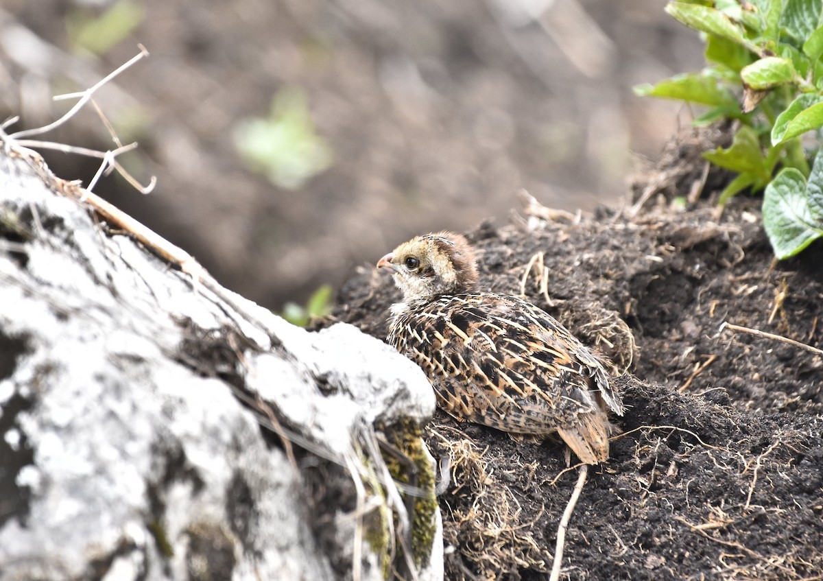 Ocellated Quail - ML621564181