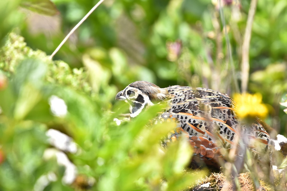 Ocellated Quail - ML621564183